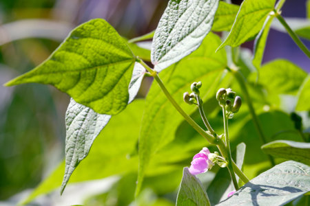 <p>Beans. A flowering bean plant. Phaseolus</p>