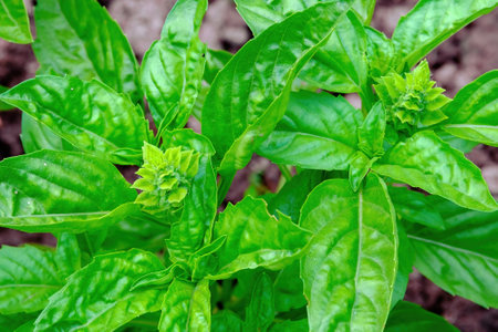 Basil. Spice. View of a young flowering plant from aboveの写真素材