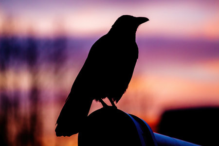 The silhouette of a raven against the background of a crimson sunset. Close-upの写真素材
