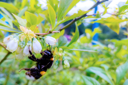 Close-up of a bumblebee on a blueberry in bloomの写真素材