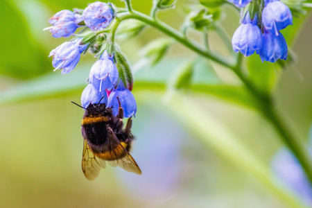 Bumblebee works, collecting nectar. Close-upの写真素材