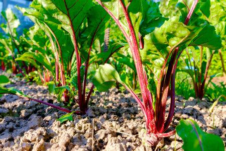 Young fresh beet leaves. Beetroot plants in a row close-up