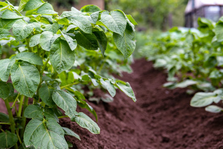 A bush potato plant. Close-up. Focus on the foregroundの写真素材