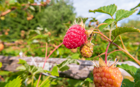 raspberry closeup branch plant home gardening