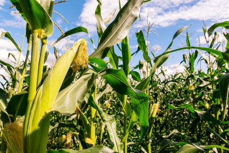 Inside a cornfield. Corn cob in close-up. Sky, clouds day.