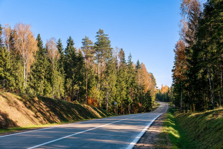 Autumn scene from the road in the woods. Trees, mixed forest, road bend.