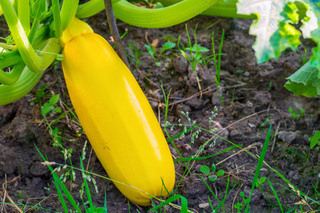 Zucchini courgette in the bed close-up. Home gardeningの写真素材