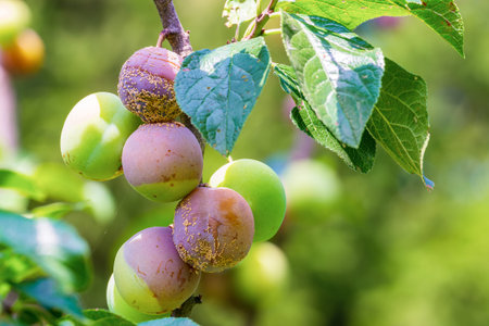 Clasterosporium. Fungal disease of plumsの写真素材