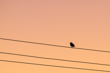 Silhouette of a lone bird sitting on a wire against a sunset sky in the eveningの写真素材