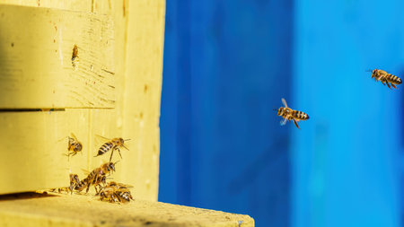 a group of bees near the hive in flight collect nectar