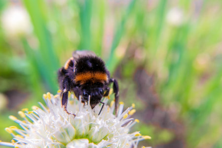 Bumblebee on a flower. View from the front macro. Close-upの写真素材
