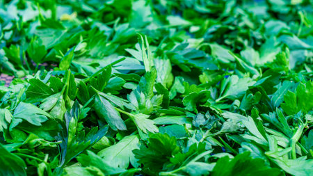Parsley leaves spice backgroundの写真素材