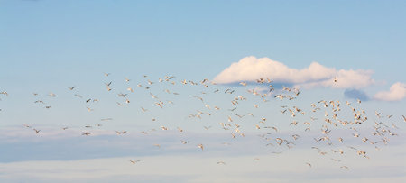 large flock of white birds in the bright blue sky