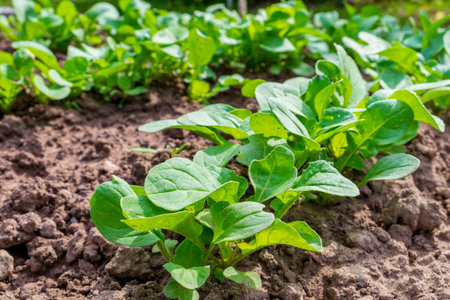 Arugula or rocket (Eruca vesicaria, Eruca sativa Mill., Brassica eruca L.) is an edible annual...