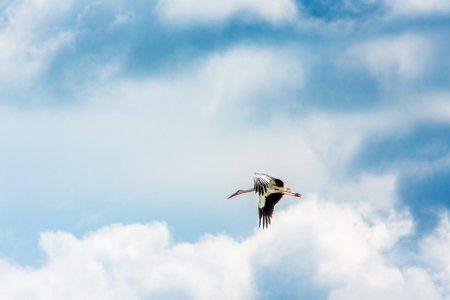 The flight of a stork in a stormy sky among the cloudsの写真素材