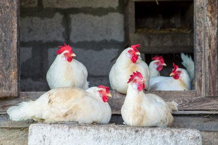 White chickens in the chicken coop. Poultry farming at home