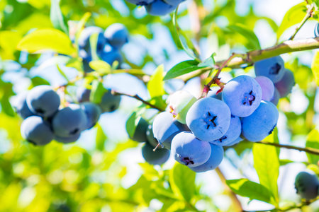Blueberries. Bunches of ripe large berries on the bush of the blueberry plantの写真素材