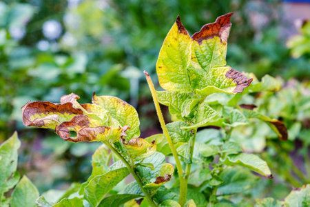 Phytophthora. A disease affecting the leaves of potato plantsの写真素材