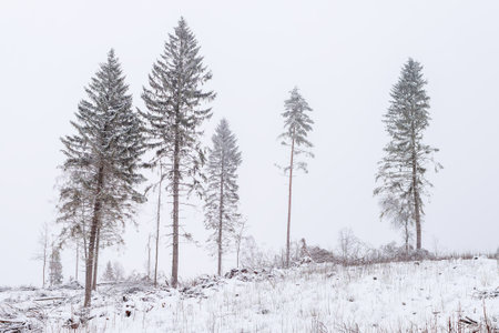 Site of logging on a cloudy winter day with remnants of trees in the forestの写真素材