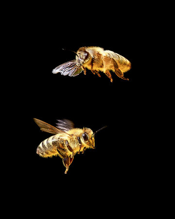 Bees in flight. Close-up on a black backgroundの写真素材