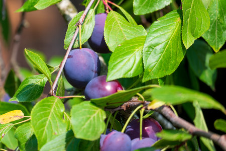 Ripe plums on the branches of a tree in the gardenの写真素材