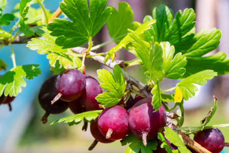 Gooseberry. Ripe berries on the branch close-up