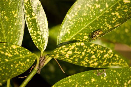 gardenbeeの写真素材