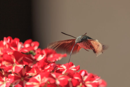 Hummingbird hawk-moth picking nectar from red flowers Lot. Macroglossum stellatarum