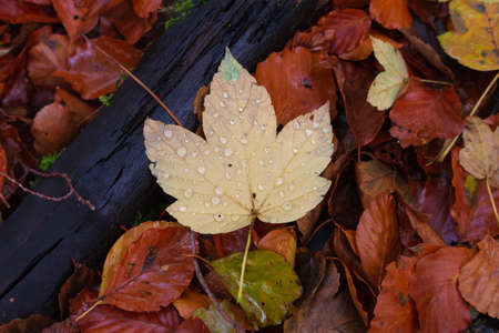 Yellow bright leaf betwen darker orange leafs near old branchの写真素材