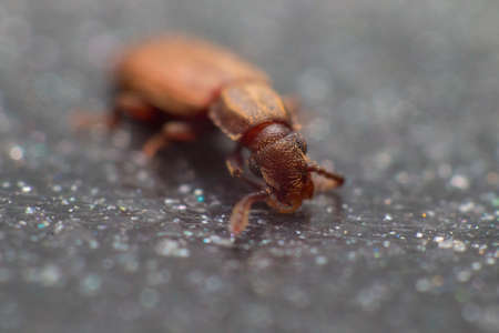 Merchant grain beetle in grey background view from side macro closeup Oryzaephilus mercatorの写真素材