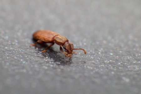 Merchant grain beetle in grey background view from side macro closeup Oryzaephilus mercator