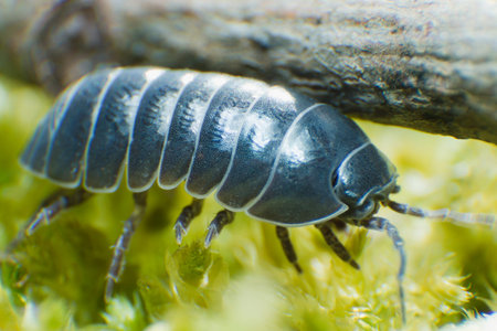 Pill Bug Armadillidium vulgare crawl on moss green background side view