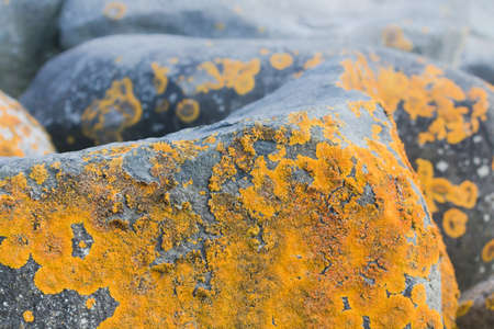 Caloplaca marina the Orange Sea Lichen moss on rock macroの写真素材