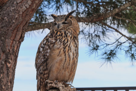 Great horned owl sitting on pine tree summer time Spain