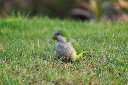 Green parrot Monk Parakeet, Myiopsitta monachus Spain Europe
