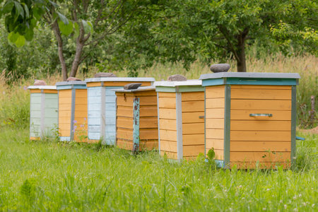 Honey bee hives in summer. Lithuania, Europe.