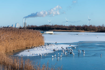 Frozen lake Holmeso in Brondby Strand.