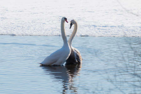 Two swans making a heart shape in a lake at winter seasonの写真素材