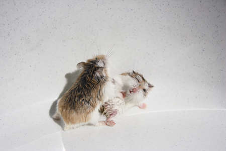 Two Roborovski hamsters breeding on white backgroundの写真素材