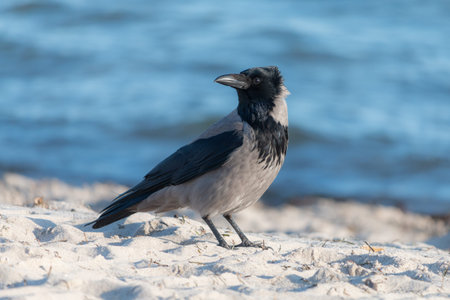 Hooded crow, Corvus cornix is a Eurasian bird species in the genus Corvus