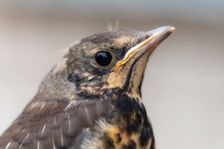 Chick of Fieldfare. Closeup head picture. Summer season in Lithuaniaの写真素材