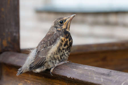 Chick of Fieldfare are sitting on handrail. Summer season in Lithuaniaの写真素材