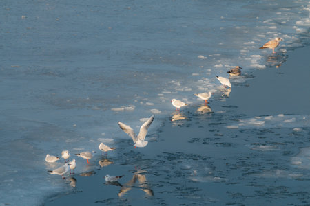 Seagulls at winter on ice. Frozen Copenhagen canal. Cold sunny winter day in Denmark Europeの写真素材