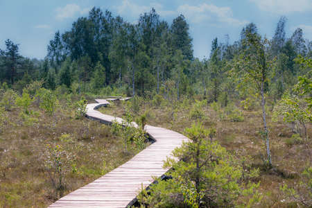 Walk path on swamp during hot summer day Lithuania.の写真素材