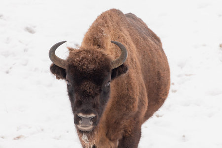 Bison bonasus - European bison Looks with eye to the camera. Hairy strong animal. European species...