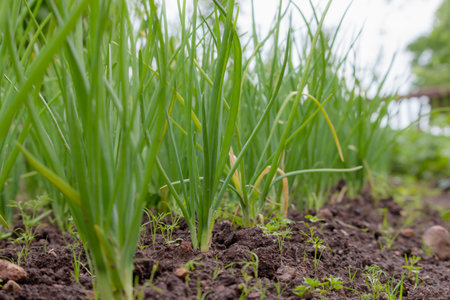 Onions are grown in the soil spring season in Lithuania. Homegrown vegetables.