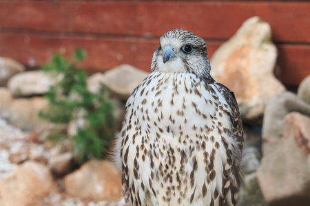 Young Saker falcon bird - Falco cherrug - Spain.