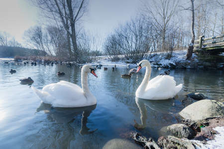 Two swans in front of each other - Vallensbaek winter.の写真素材