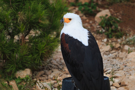 African fish eagle, Haliaeetus vocifer - sits and looks back