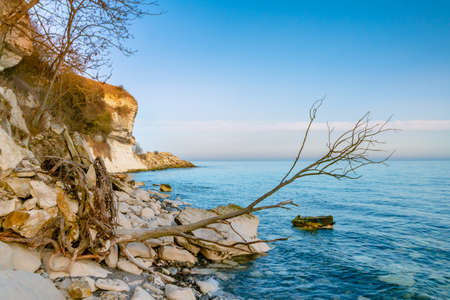 A fallen tree from a cliff in Stevns Klint at winter season. Denmarkの写真素材